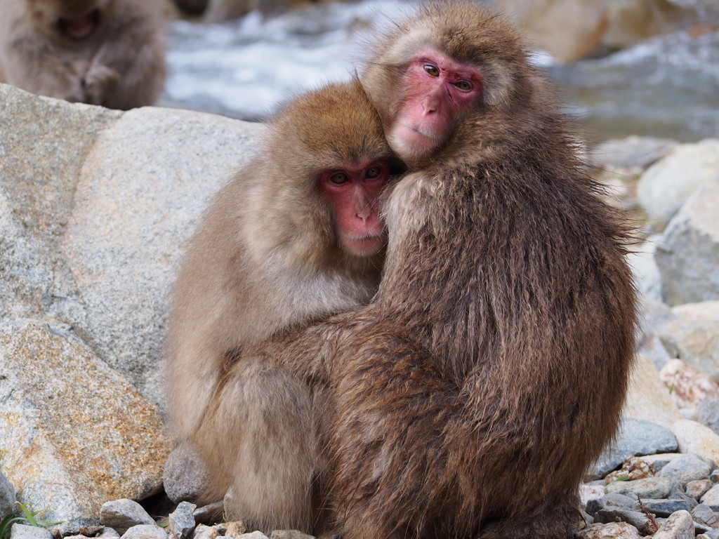 スノーモンキーズ