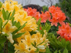 御嶽山の高山植物