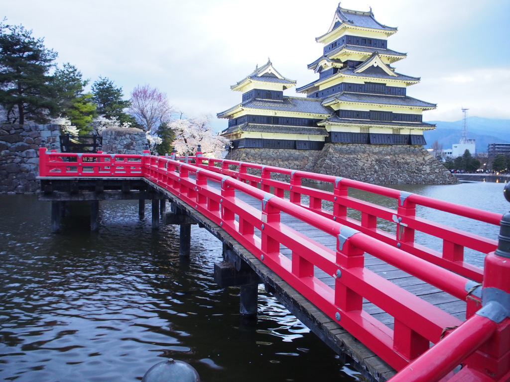 松本城と桜⑤