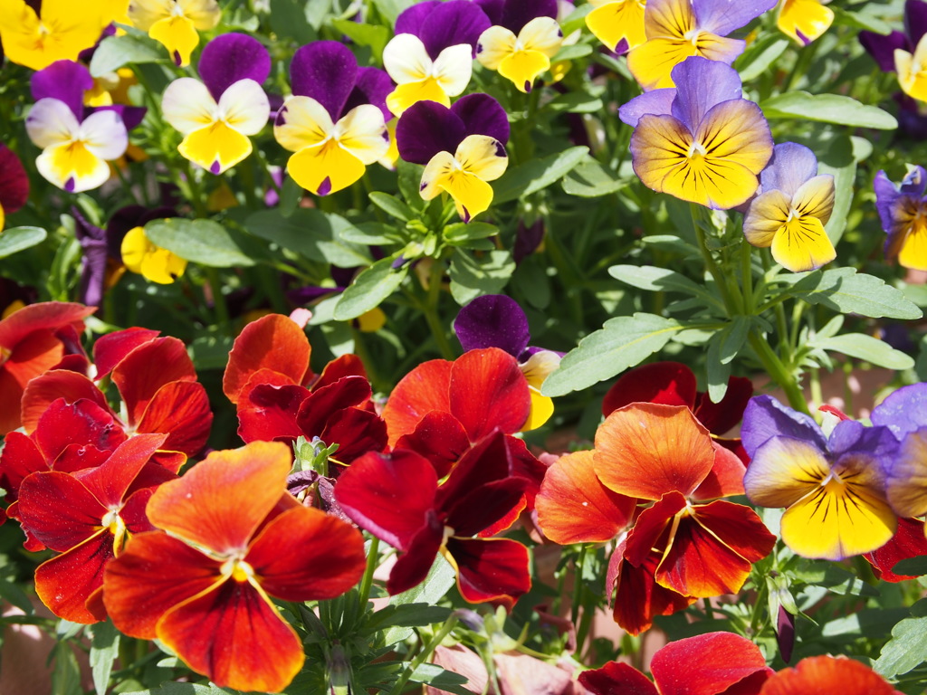 色とりどりのパンジー