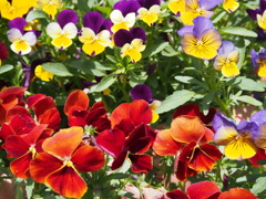 色とりどりのパンジー