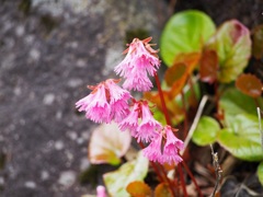 御嶽山の高山植物