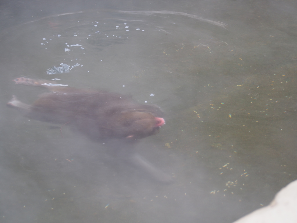 温泉を泳ぐ猿