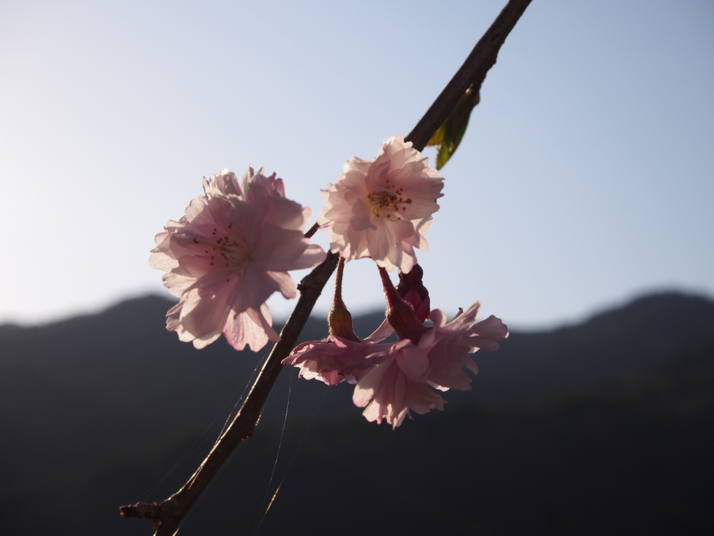 夕方の桜