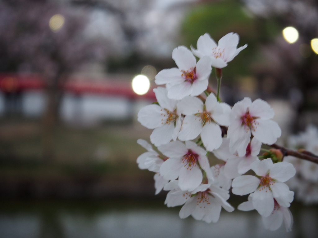 松本城と桜③
