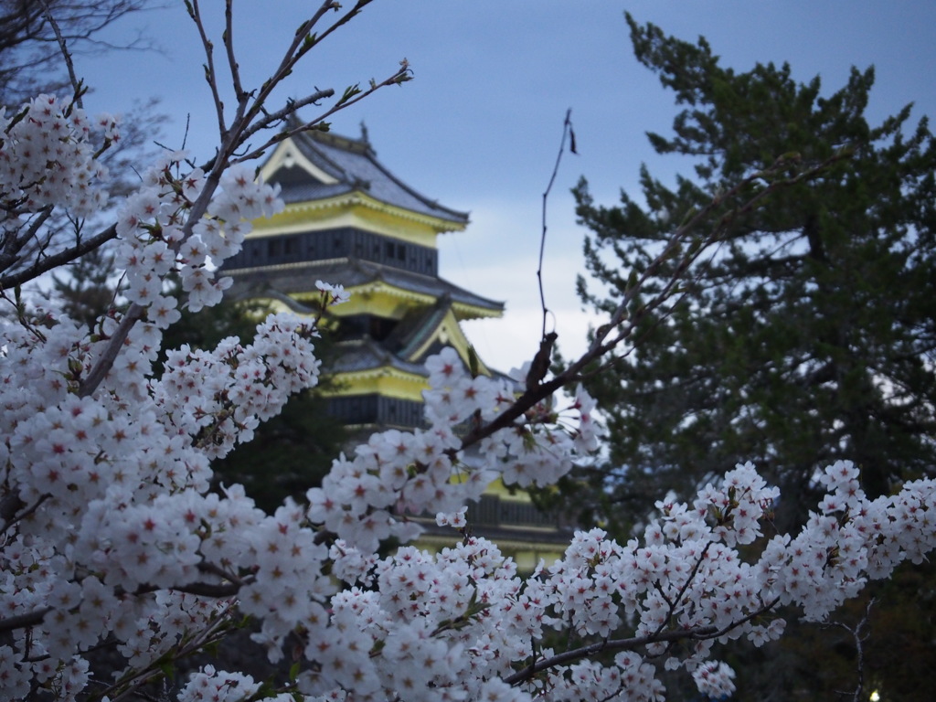 松本城と桜②