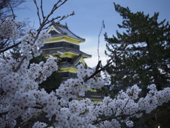 松本城と桜②