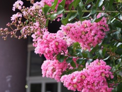 サルスベリの花