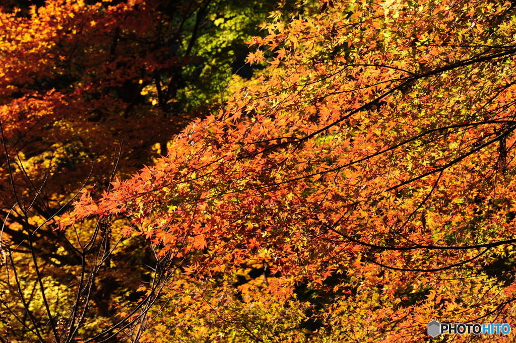 京都紅葉２