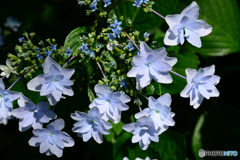 紫陽花