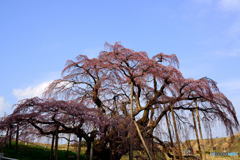 三春の滝桜