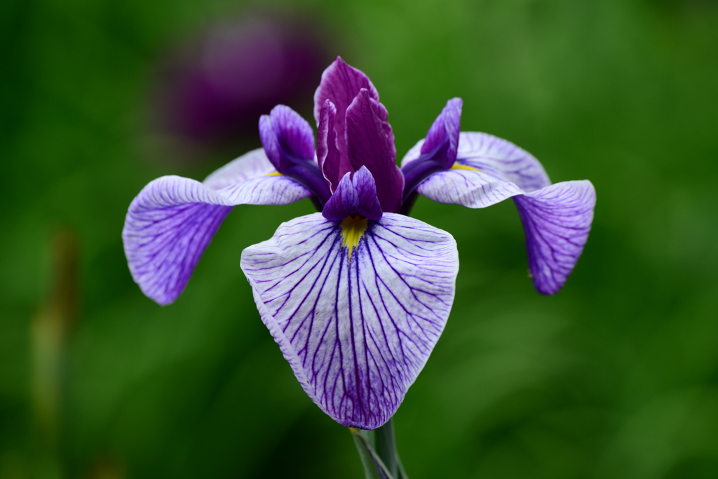 花菖蒲