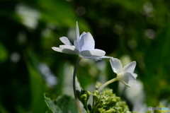 花見ごろ