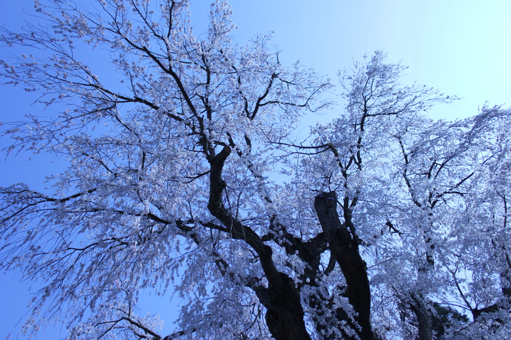 光と桜