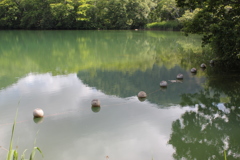 緑色の池
