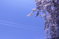 飛行機雲と桜