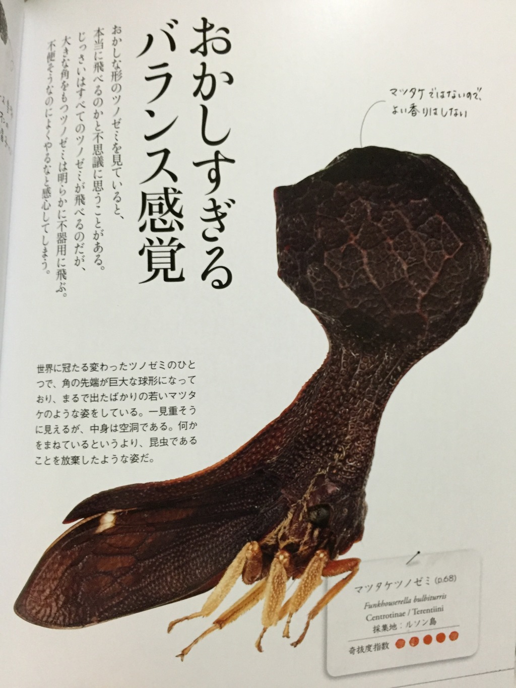 こ、これは…