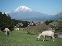 マザー牧場