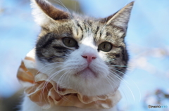 キメ顔