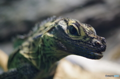 サンシャイン水族館のイケメン