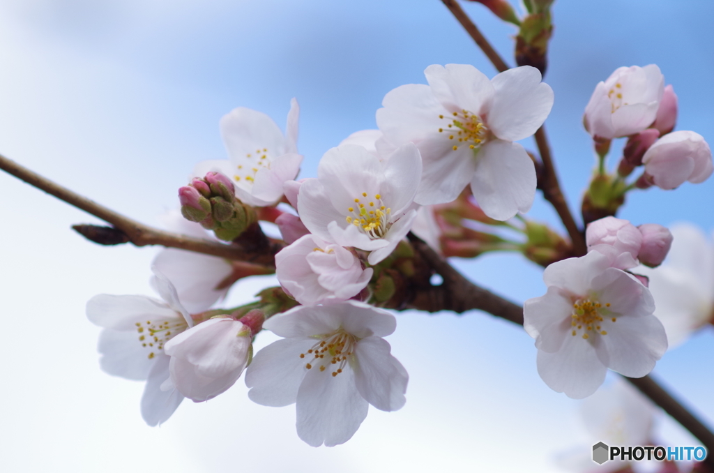 上野公園の桜