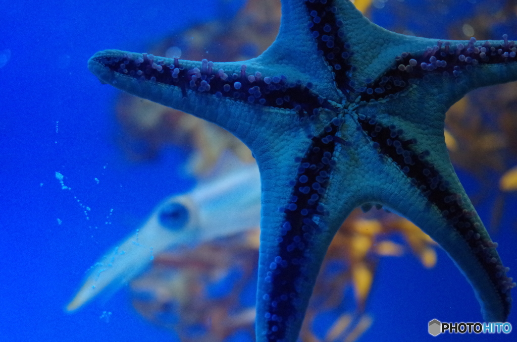 サンシャイン水族館にて