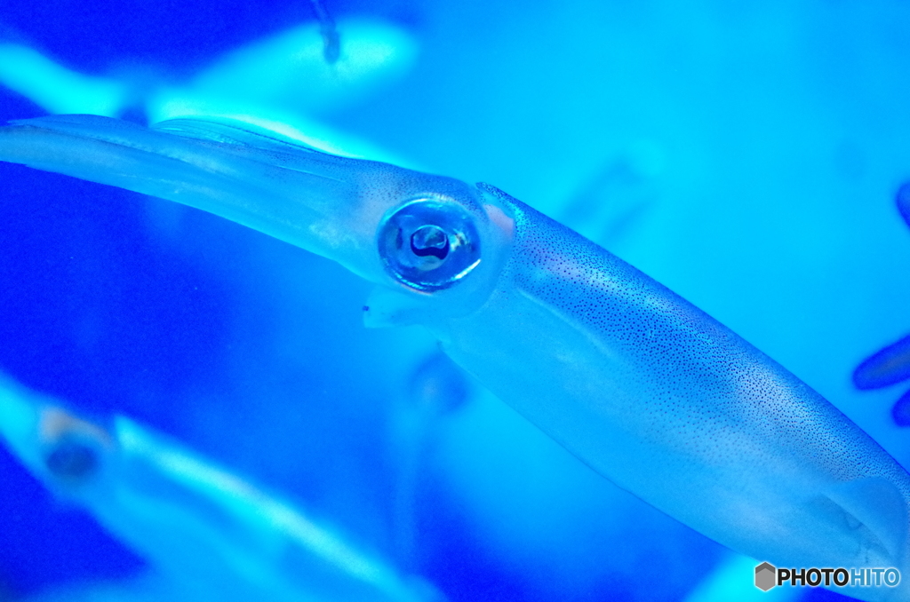 サンシャイン水族館にて