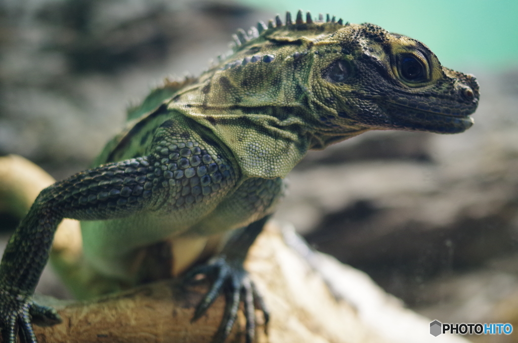 サンシャイン水族館のイケメンその２