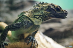 サンシャイン水族館のイケメンその２