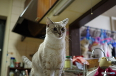 尻尾はウソをつかない