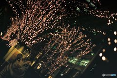 都会にも虎