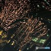 都会にも虎