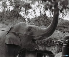 上野公園のアジアゾウ