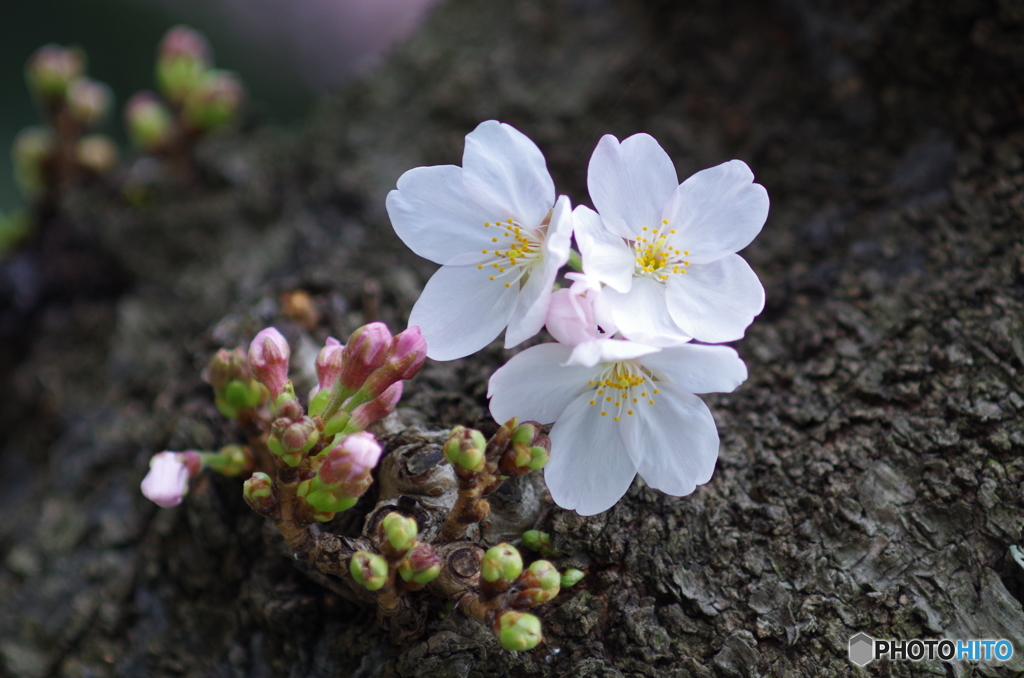 上野公園の桜