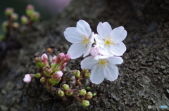 上野公園の桜