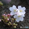 上野公園の桜