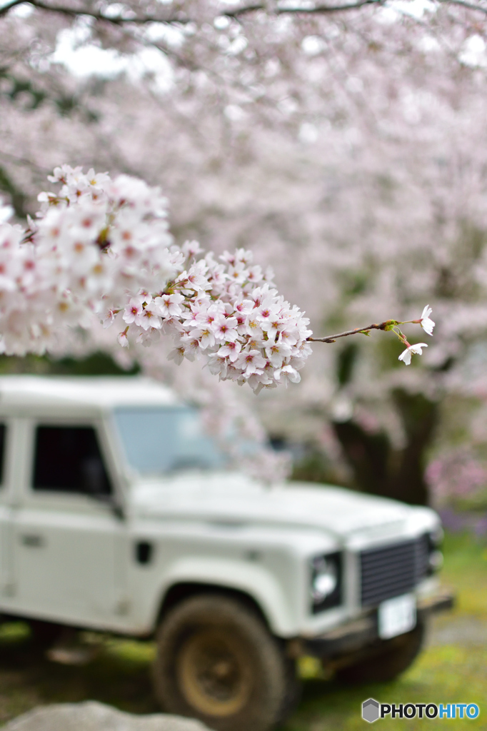 桜とヨンク。