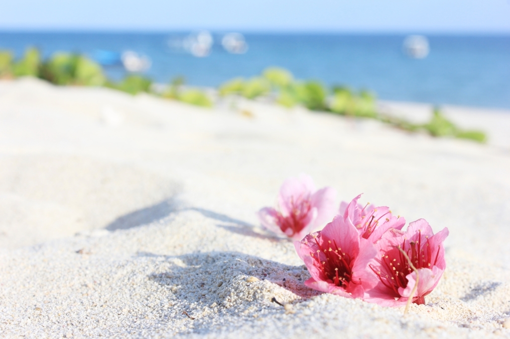 海と桜