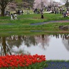 桜とチューリップとリフレクションと