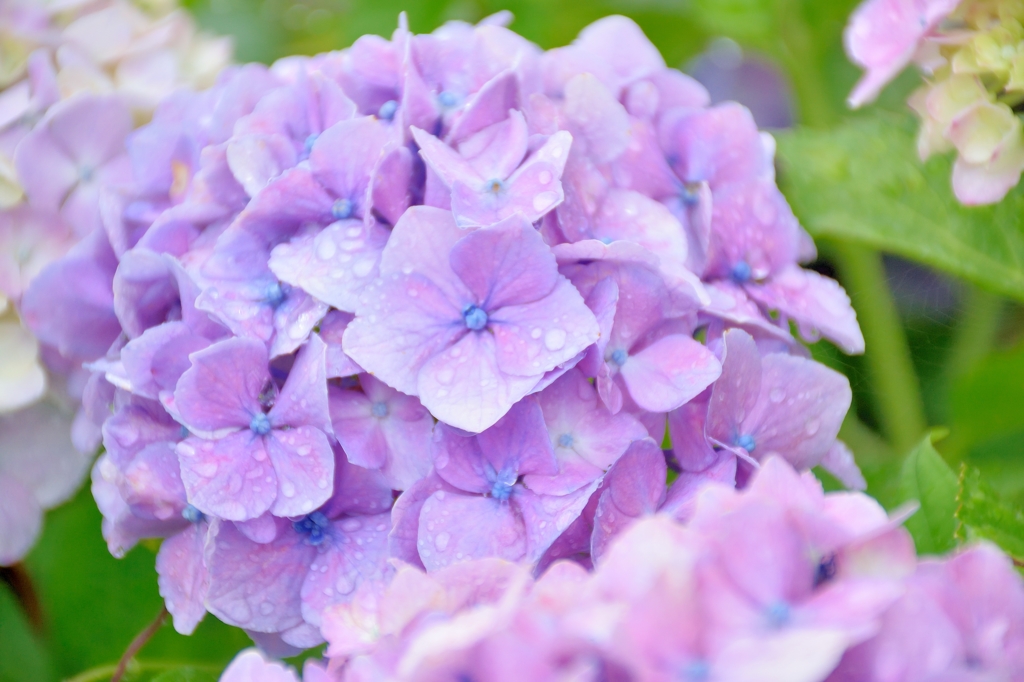 雨上がりの紫陽花