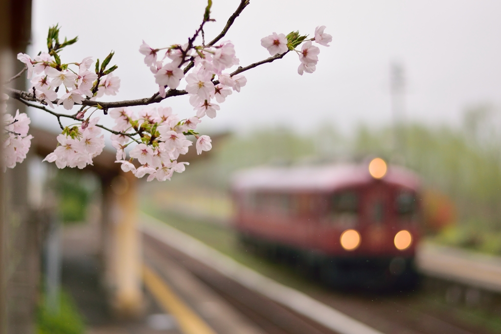 桜とあかまつ号