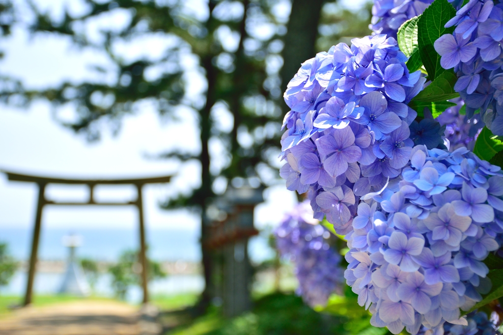 海と神社と紫陽花と