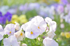 ある駅舎の花壇