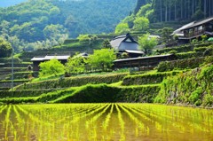 岩座神の棚田②