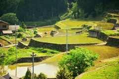 岩座神の棚田