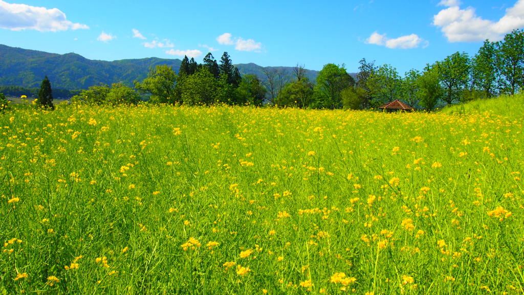 飯山　菜の花祭り１