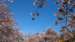 平和観音　桜