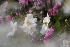 4E80463A-E37A-40A5-A45B-5FBF9ED64AF2