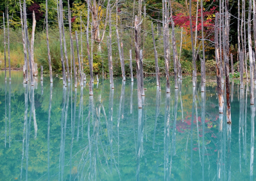 IMG_9329 青い池3連発のその1