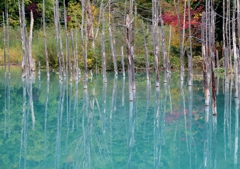 IMG_9329 青い池3連発のその1